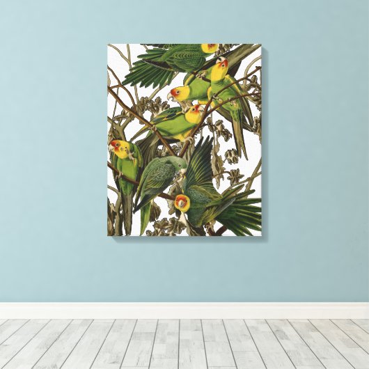 Toile Illustration Audubon Carolina Parrot Bird (Insitu (Plancher de Bois))