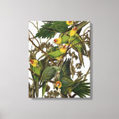Toile Illustration Audubon Carolina Parrot Bird (Recto)