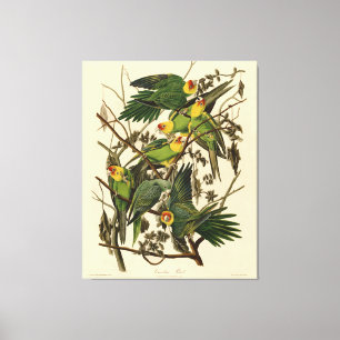 Toile Illustration Audubon Carolina Parrot Bird