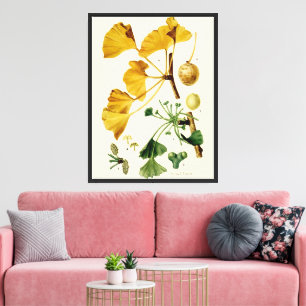 Toile Illustration botanique vintage de Ginkgo Biloba