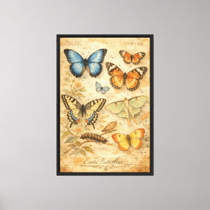 Toile Illustration de papillons exotiques vintage
