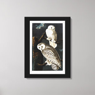 Toile Illustration de Snowy Owl par Audubon