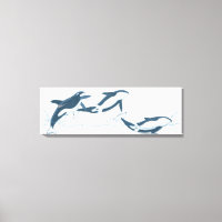 Illustration des épaulards (Orcinus orca)