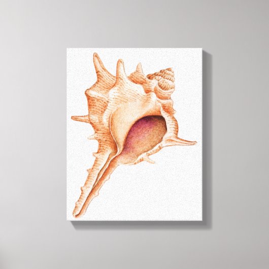 Toile Illustration du shell Murex (Recto)