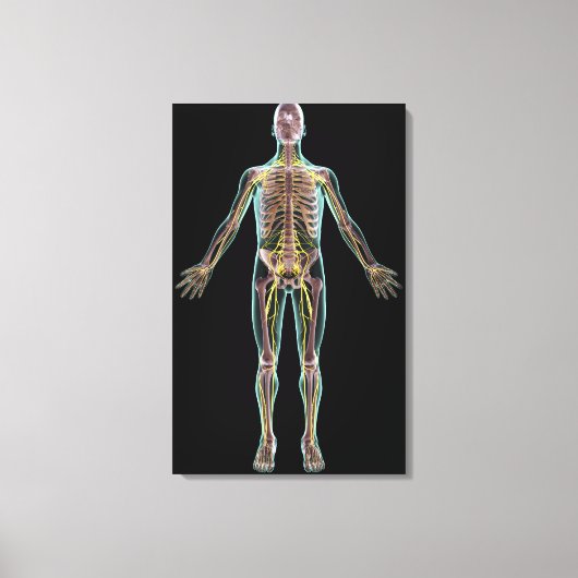 Toile Illustration du système nerveux (Recto)