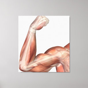 Toile Illustration D'Un Bras Flexé Montrant Des Biceps H