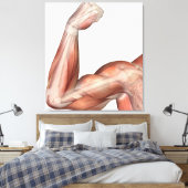 Toile Illustration D'Un Bras Flexé Montrant Des Biceps H (Insitu(Chambre))