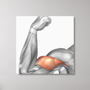 Toile Illustration D'Un Bras Flexé Montrant Un Bicep