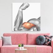 Toile Illustration D'Un Bras Flexé Montrant Un Bicep (Insitu(Salon))