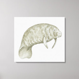 Toile Illustration d'un lamantin (espèces de Trichechus