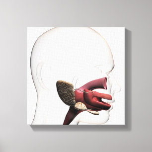 Toile Illustration Médicale de l'humain digestif