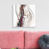 Toile Illustration Médicale Des Artères 2 (Insitu(Salon))