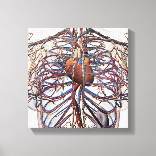 Toile Illustration Médicale Des Artères Du Sein Féminin (Recto)