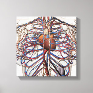 Toile Illustration Médicale des artères femelles de se