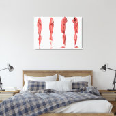 Toile Illustration Médicale Des Muscles De Jambes Humain (Insitu(Chambre))