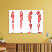 Toile Illustration Médicale Des Muscles De Jambes Humain (Insitu(Salon))