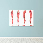 Toile Illustration Médicale Des Muscles De Jambes Humain (Insitu (Plancher de Bois))