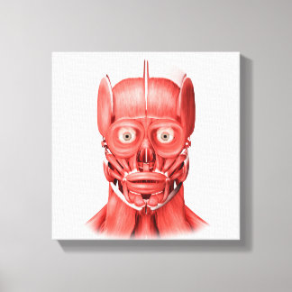 Toile Illustration Médicale Des Muscles Faciaux Hommes 1