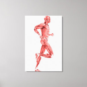 Toile Illustration Médicale Des Muscles Hommes Courant 2