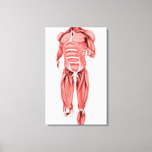 Toile Illustration Médicale des muscles masculins