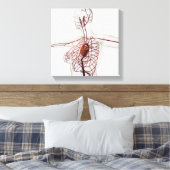 Toile Illustration Médicale Du Système Circulatoire Fémi (Insitu(Chambre))