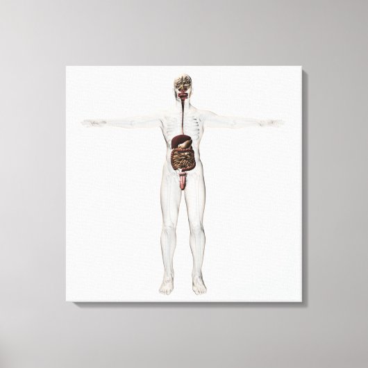 Toile Illustration Médicale Du Système Digestif Homme (Recto)
