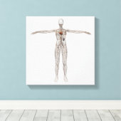 Toile Illustration Médicale Du Système Lymphatique Fémin (Insitu (Plancher de Bois))