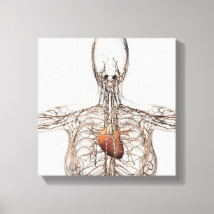 Toile Illustration Médicale Du Système Lymphatique Fémin