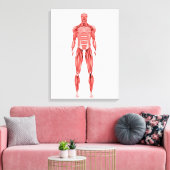 Toile Illustration Médicale Du Système Musculaire Mascul (Insitu(Salon))