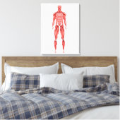 Toile Illustration Médicale Du Système Musculaire Mascul (Insitu(Chambre))