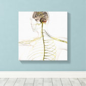 Toile Illustration Médicale Du Système Nerveux Humain (Insitu (Plancher de Bois))