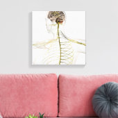 Toile Illustration Médicale Du Système Nerveux Humain (Insitu(Salon))