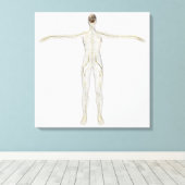 Toile Illustration Médicale Du Système Nerveux Humain (Insitu (Plancher de Bois))