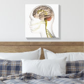 Toile Illustration Médicale Du Système Nerveux Humain 1 (Insitu(Chambre))