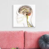 Toile Illustration Médicale Du Système Nerveux Humain 1 (Insitu(Salon))
