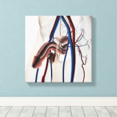 Toile Illustration Médicale : Système de reproduction ma (Insitu (Plancher de Bois))