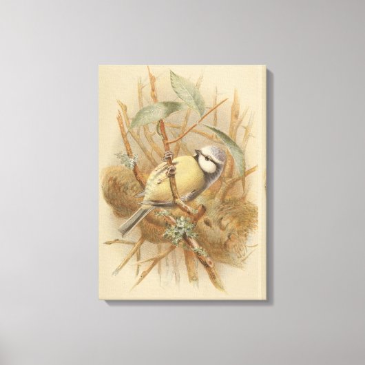 Toile Illustration vintage de Bluetit (Recto)