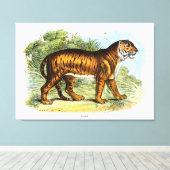 Toile Illustration vintage d'un animal tigre (Insitu (Plancher de Bois))