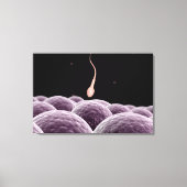 Toile Image Conceptuelle De La Fertilisation (Recto)