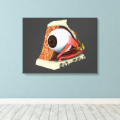 Toile Image Conceptuelle De L'Anatomie Des Yeux Humains  (Insitu (Plancher de Bois))