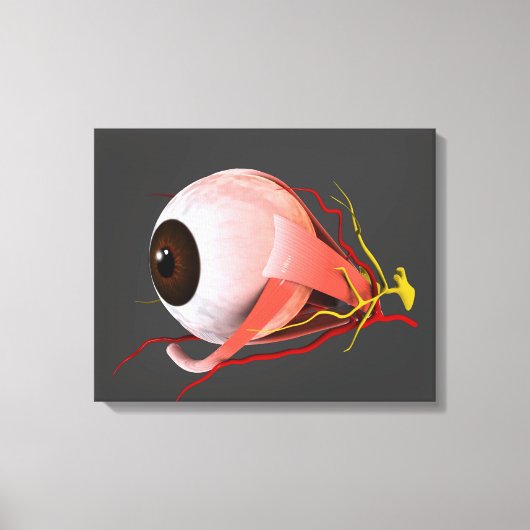 Toile Image Conceptuelle De L'Anatomie Des Yeux Humains (Recto)
