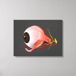 Toile Image Conceptuelle De L'Anatomie Des Yeux Humains 