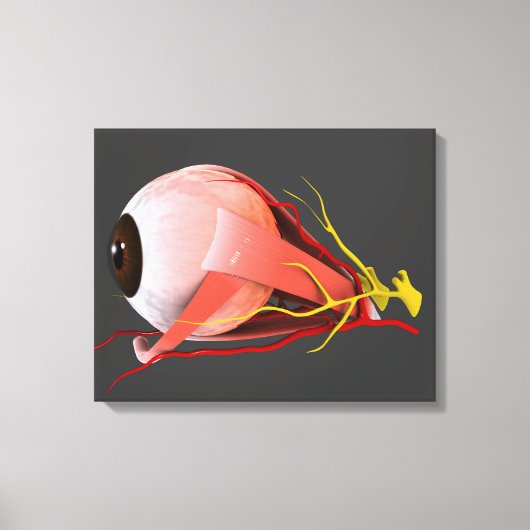 Toile Image Conceptuelle De L'Anatomie Des Yeux Humains (Recto)