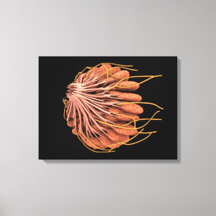 Toile Image conceptuelle de l'anatomie femelle de sein