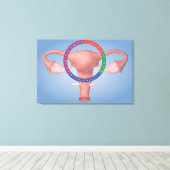 Toile Image Conceptuelle De L'Organe De Reproduction Fém (Insitu (Plancher de Bois))