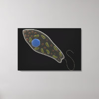 Image Conceptuelle D'Eugléna 1
