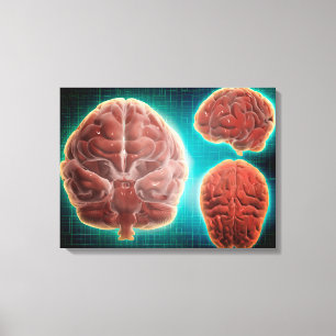 Toile Image Conceptuelle Du Cerveau Humain À Différentes