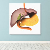 Toile Image Conceptuelle Du Système Digestif Humain 1 (Insitu (Plancher de Bois))