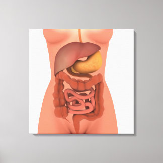 Toile Image Conceptuelle Du Système Digestif Humain 5