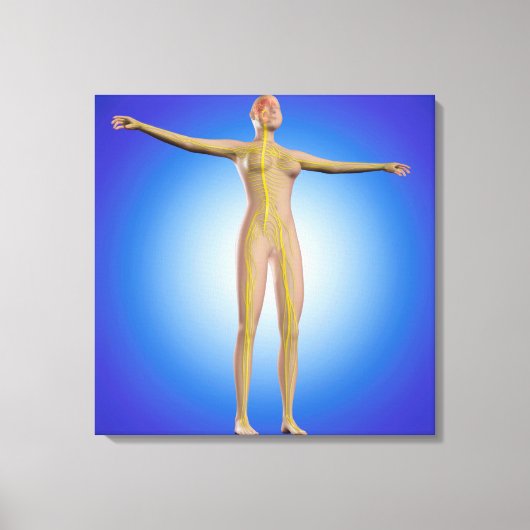 Toile Image Conceptuelle Du Système Nerveux Féminin (Recto)